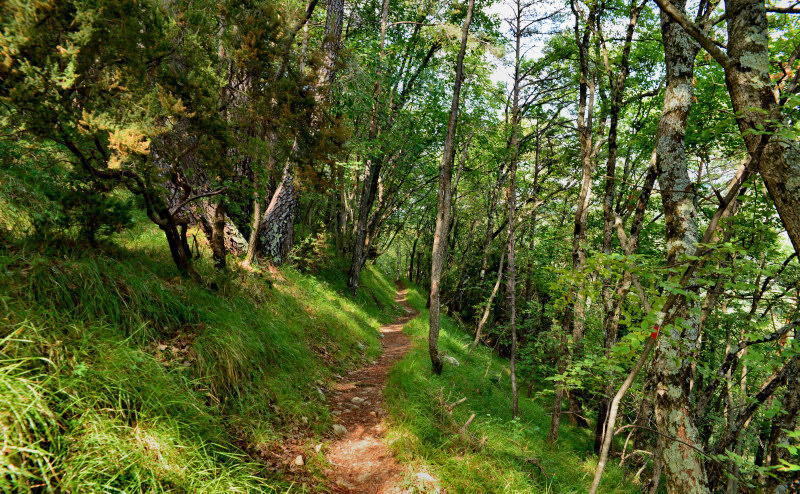 promenons nous dans les bois  - Page 2 4579