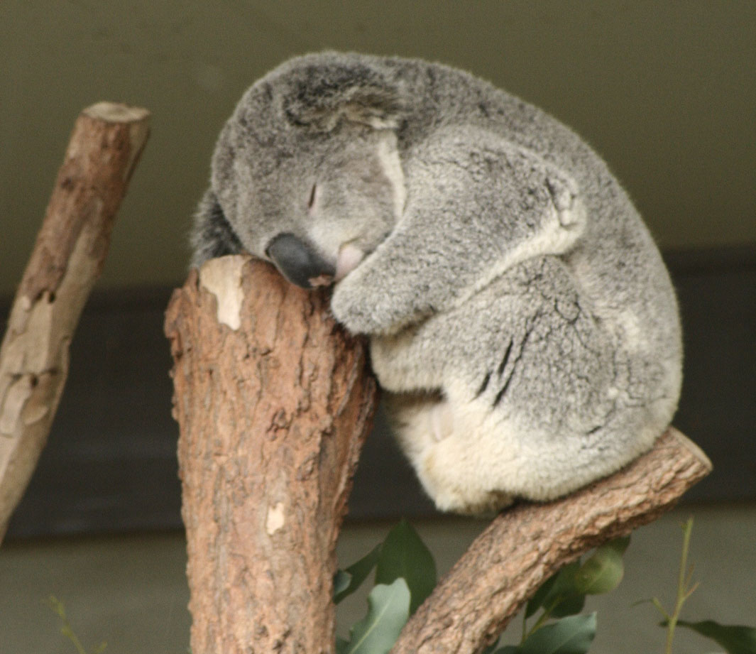 Les macs de la mignonnitude du règne animal Koala