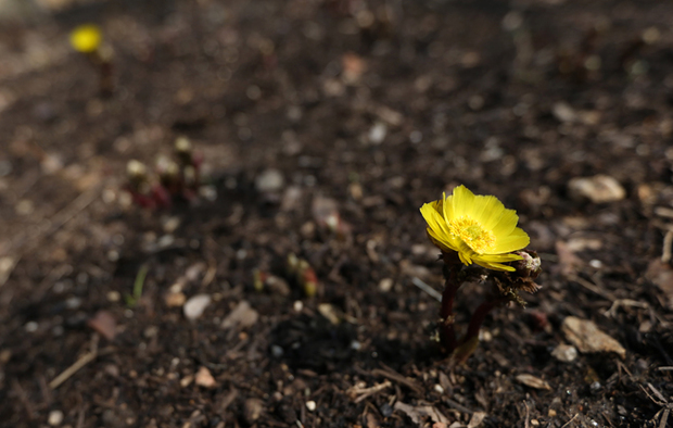 Coreea - Tradiţii - Page 2 Spring-flower