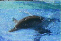 Dauphin : Manif contre la chasse au dauphin au japon 8d7docoj