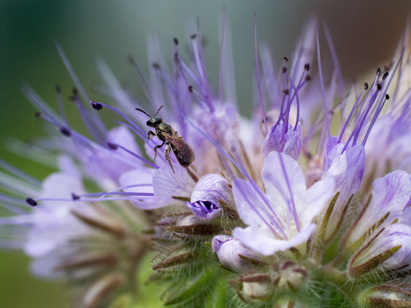 Premiers essais en macro, les insectes sont nos amis ! P8090268