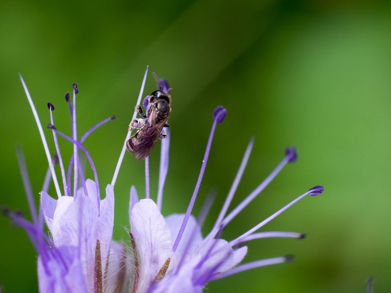 Premiers essais en macro, les insectes sont nos amis ! P8090270