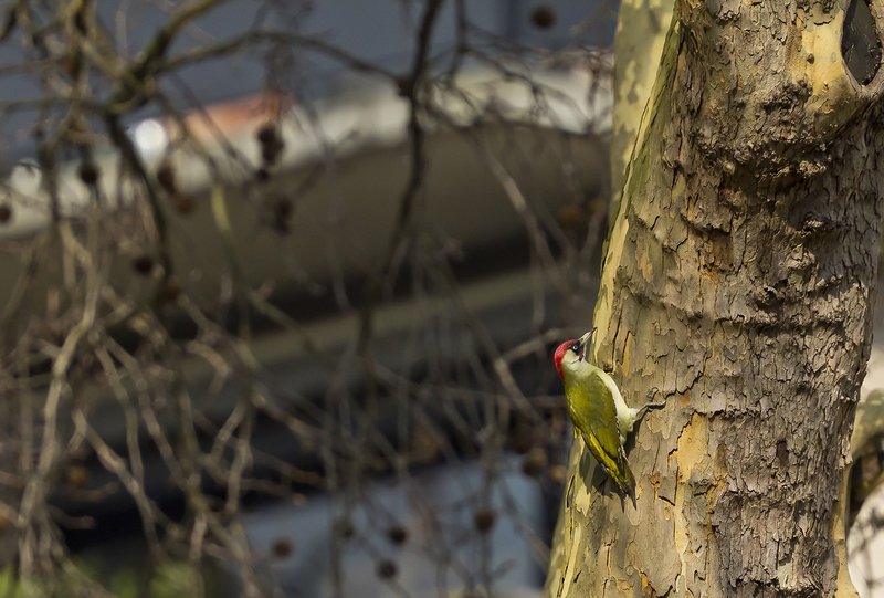 [Niko] La nature en ville 20130222224610-0502c7cb