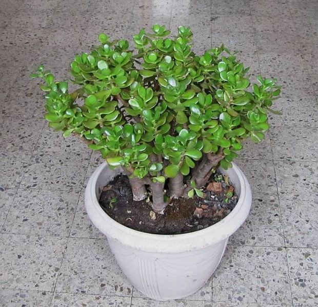 Crassula Ovata TT 20140222144013-4ba6f535-me