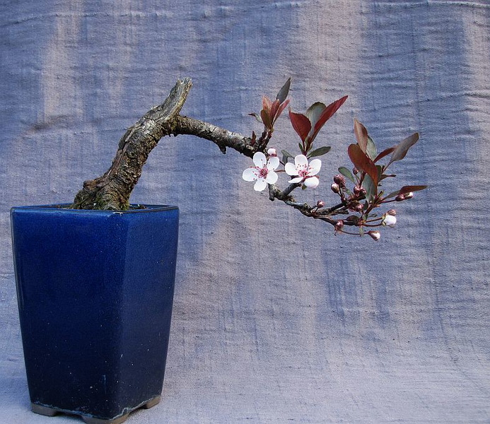 Spring flowering bonsai 20170328204231-4e9c9f94-me