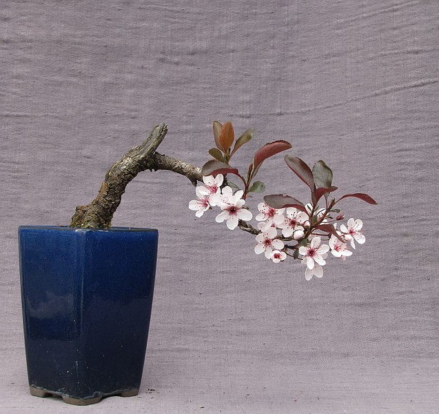 Spring flowering bonsai 20170401181906-13a67755-me