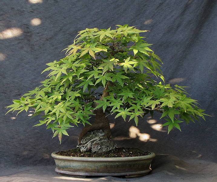 Acer palmatum 'ishigami' 20170915203118-e26b3da1-me