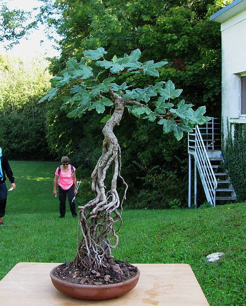 Acer monspessulanum "neagari"