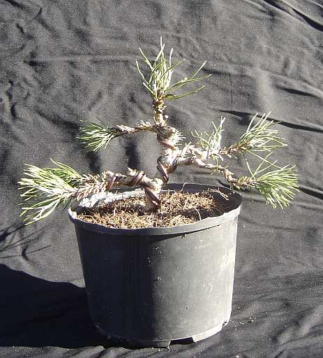 Pinus mugo 2 20120225000501-fbe11ed7