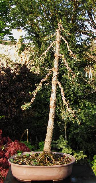 Picea pungens glauca (1) 20120412195946-39a9346d