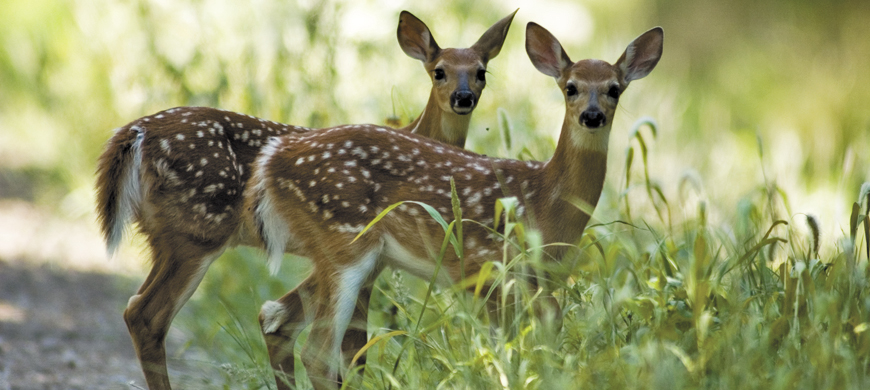 Wildlife photography Keep-Wildlife-Wild