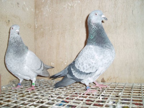 tippler rk Tippler-pigeons-007-500x375