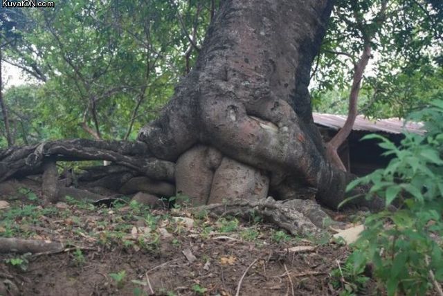 funny pictures - Page 2 Dirty_mind_tree