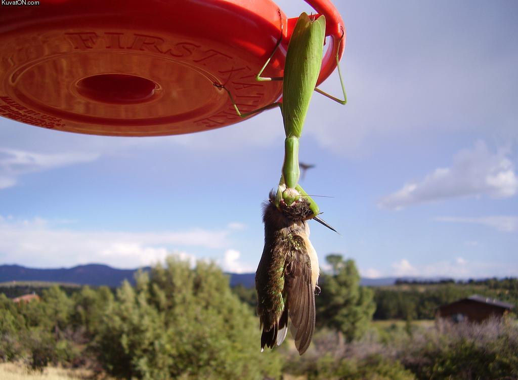 Un étrange animal redécouvert en Colombie Mantis_vs_bird