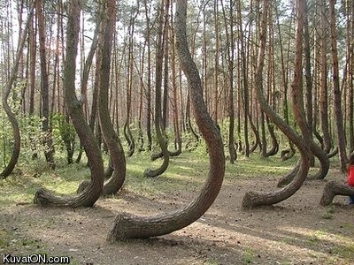 Arbres hors du commun Mysterious_crookes_trees_in_poland