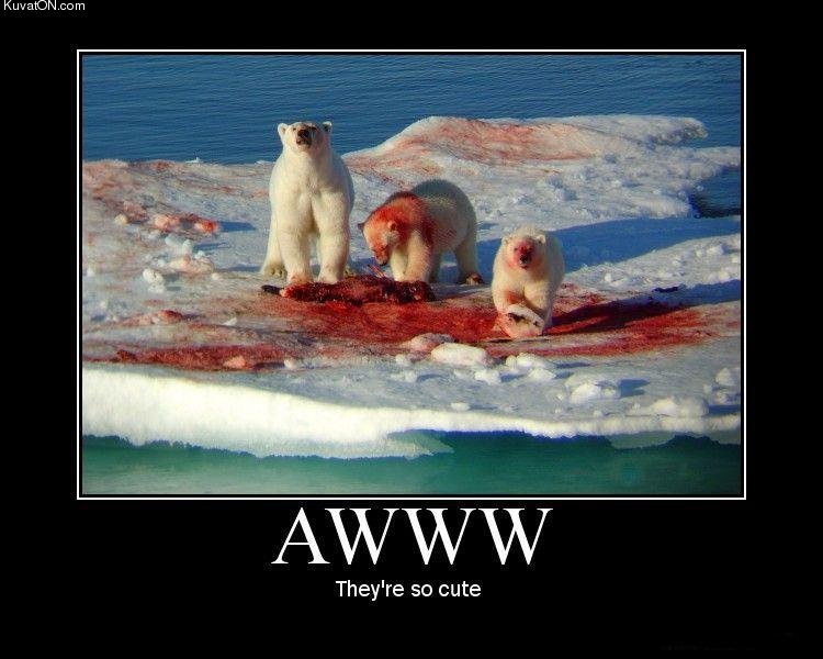 funny pictures Polarbears