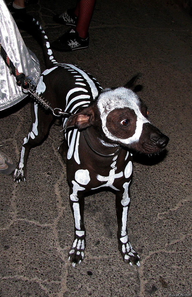 funny pictures Skeleton_dog