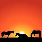 chevaux au coucher de soleil Canstock4354981