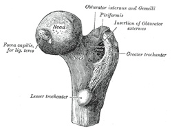 anatomy of femur تشريح عظم الفخذ 243