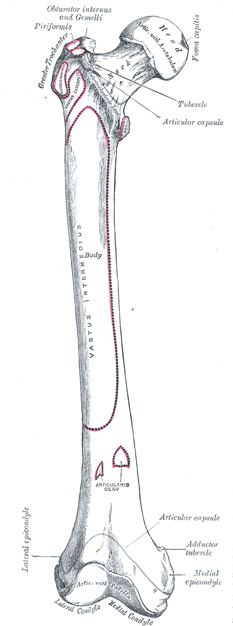 anatomy of femur تشريح عظم الفخذ 244