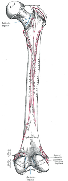 anatomy of femur تشريح عظم الفخذ 245