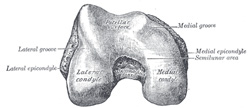 anatomy of femur تشريح عظم الفخذ 246