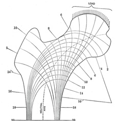 anatomy of femur تشريح عظم الفخذ 248