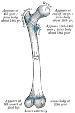 anatomy of femur تشريح عظم الفخذ 252