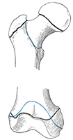 anatomy of femur تشريح عظم الفخذ 253