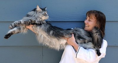 El gato más largo del mundo Gatostewie_i