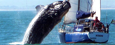 Une baleine de 40 tonnes saute sur un bateau Whale_encounter-pd