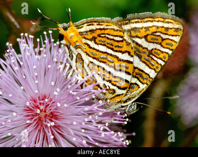 Tìm hiểu Bướm - Page 19 Common-silverline-butterfly-adult-spindasis-vulcanus-lycaenidae-on-aec8ye