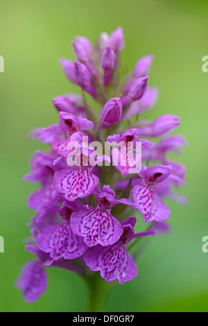  HOA GIEO TỨ TUYỆT - Page 83 Robust-marsh-orchid-dactylorhiza-elata-hybrid-alex-duguid-haren-emsland-df0gr7