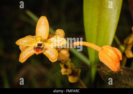 HOA GIEO TỨ TUYỆT - Page 17 Forest-orchid-thte-scientific-name-eria-discolor-lindl-in-rainforest-fmfarc