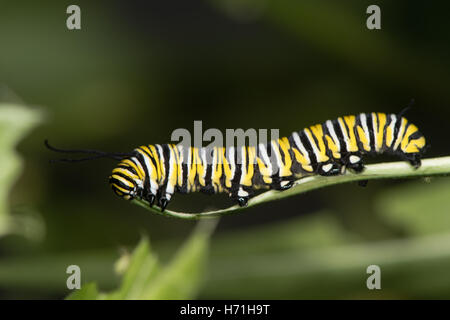 Tìm hiểu Bướm - Page 20 Monarch-butterfly-danaus-plexippus-caterpillar-mature-larva-fifth-h71h9t