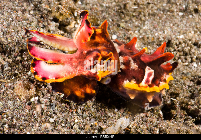 Que suis-je Martine 23/05 trouvé par Ajonc et Jov Flamboyant-cuttlefish-metasepia-pfefferi-walking-and-gliding-over-b5rxhe