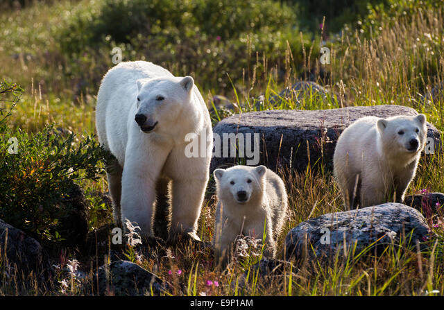 fotos - Fotos de animales de todo tipo incluyendo mascotas que más te gustan - Página 5 Polar-bear-cubs-seal-river-canada-e9p1am