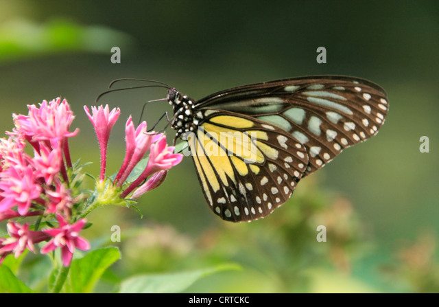 Tìm hiểu Bướm - Page 20 Yellow-glassy-tiger-butterfly-parantica-aspasia-aspasia-on-pink-flowers-crtckc