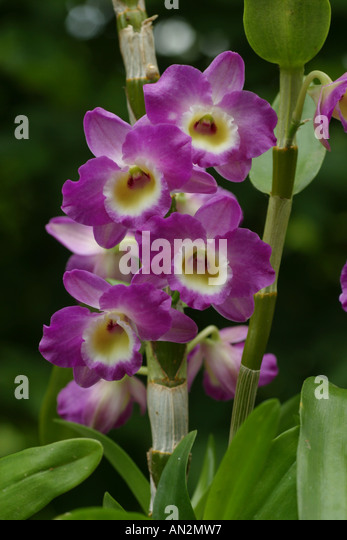  HOA GIEO TỨ TUYỆT - Page 34 Dendrobium-nobile-hybrid-dendrobium-nobile-hybride-inflorescence-an2mw7