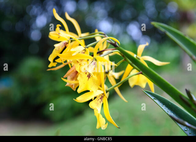 la plante de Martin 6 avril trouvée par Martine Brassavola-orchids-flower-in-the-garden-on-green-background-gnbc85