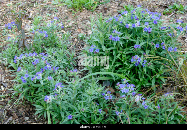 Semis de Lithospermum Lithospermum-purpureo-caeruleum-april-15-a7903m