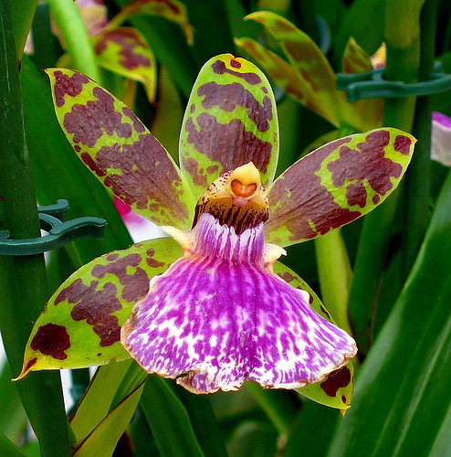 un regalo Orquideas-raras