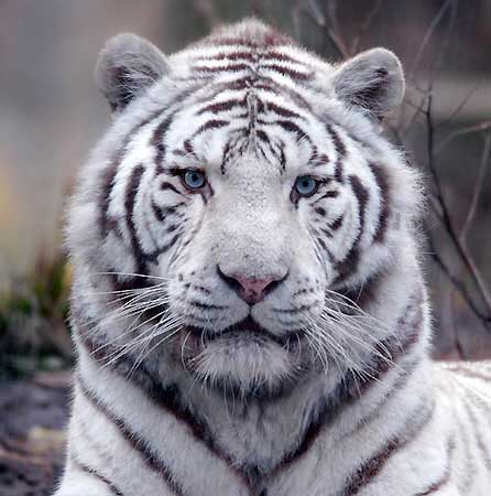 [PHOTOS] Les animaux que vous revez d'avoir La-Miss-Du-93-vip-blog-com-957869tigre_blanc