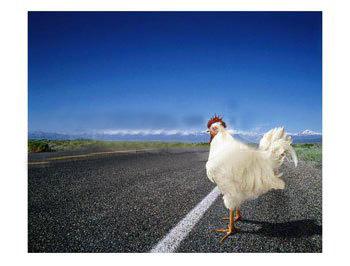 Pourquoi le poulet a-t-il traversé la route ? Chicken-crossing