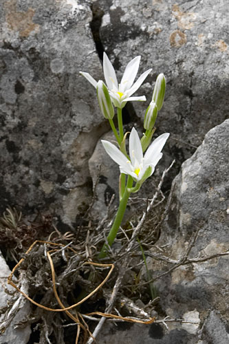 Alphabet des objets Ornithogalum_umb_10394