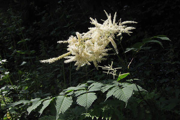 BARBE-DE-BOUC (fleur) Aruncus_dioica_5923