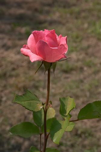 L'alphabet des fleurs Rose_5317