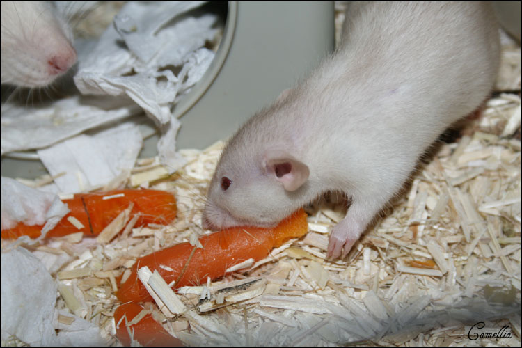 petite naissance surprise de maman himalayen... - Page 7 Kupo1%20(1)