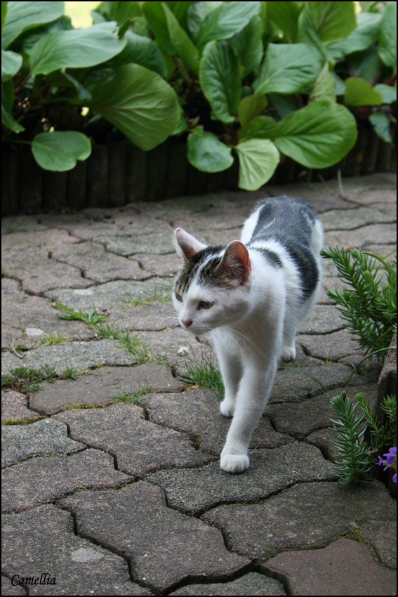 Encore une minette au bout de mon jardin Minette%20%286%29