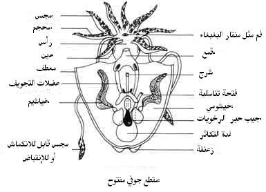 موسوعة الحباريات 563_3937_se